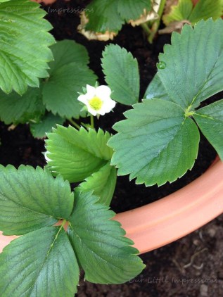 13405085_1376126489081230_1433928758_o