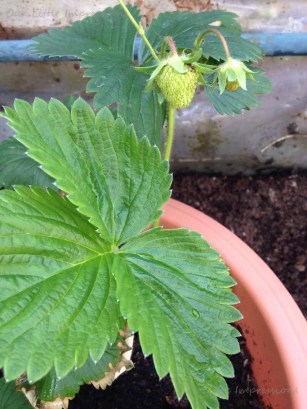 13405146_1376126469081232_792089218_o